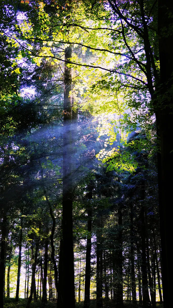 森林景观高清