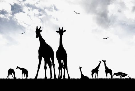 美丽的非洲草原动物剪影免抠