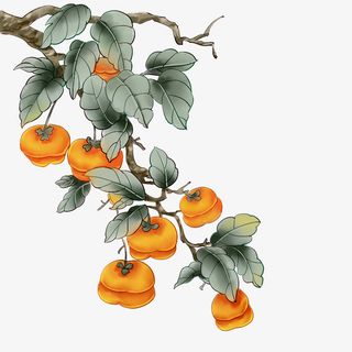 手绘霜降柿子素材免抠