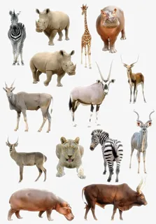 陆地动物生物免抠装饰动物元素 陆地动物生物免抠装饰动物元素