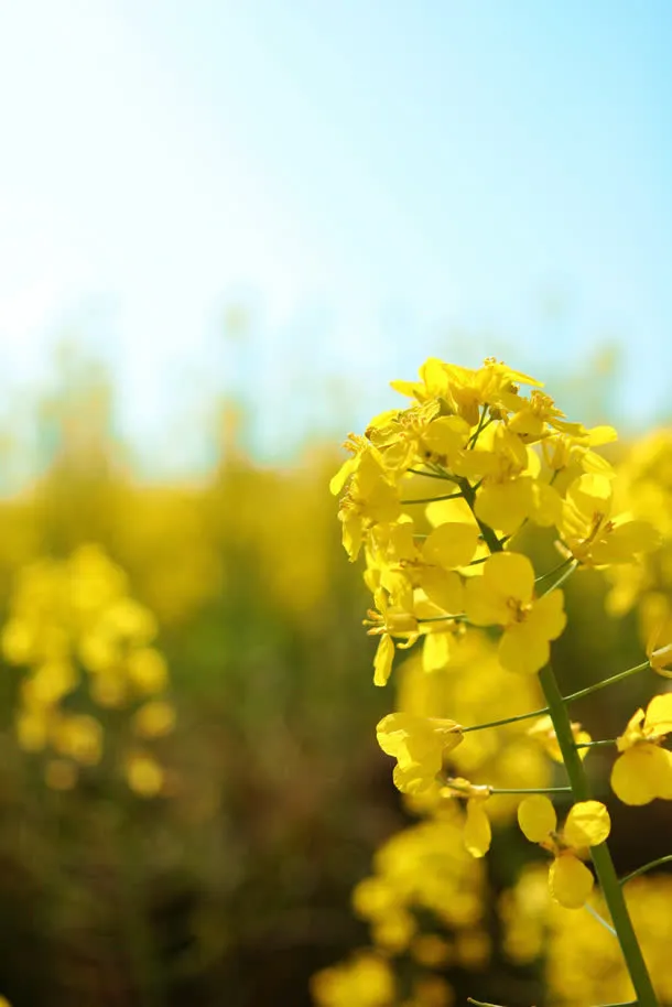 黄色油菜花大屏阳光免抠