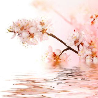 高清鲜花摄影免抠