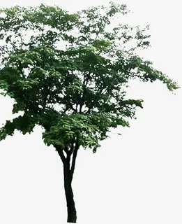 春天手绘山野大树景观免抠