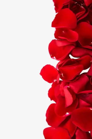 高清玫瑰花瓣png素材免抠