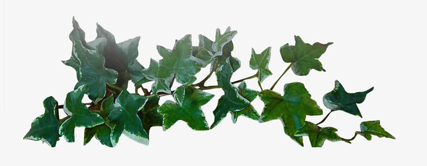 绿植花草卡通免抠