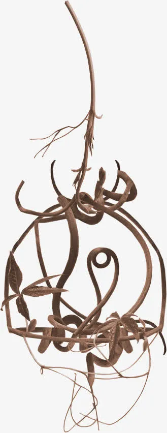 枯枝图片素材免抠