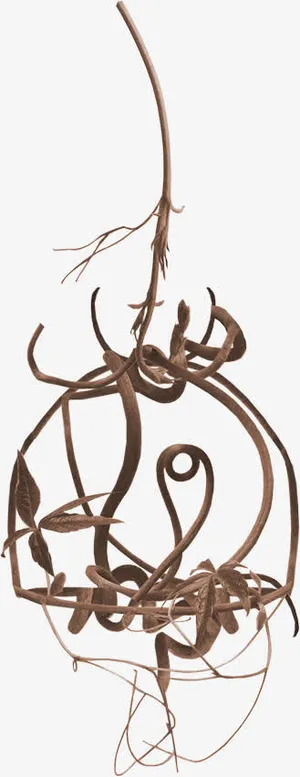 枯枝图片素材免抠