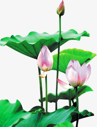 荷花高清免扣素材免抠