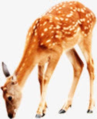 黄色野生梅花鹿动物免抠