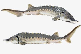 实物 鲟鱼 促销免抠