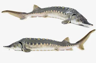 实物 鲟鱼 促销免抠