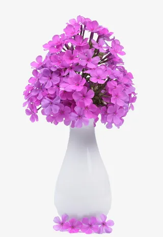 粉色美女樱免抠