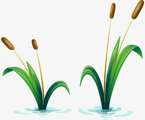 手绘水草免抠