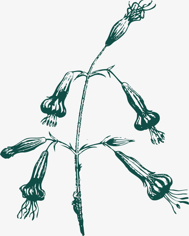 绿色手绘喇叭花免抠