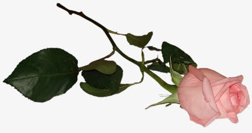 花卉免抠