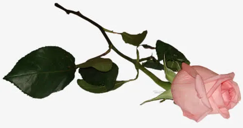 花卉免抠