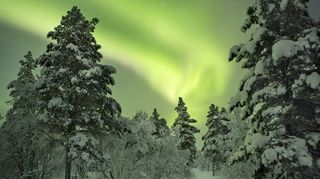 冬日唯美冬日树木免抠