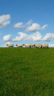 蓝天白云草地手机端H5背景高清