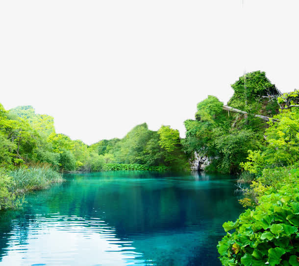 唯美的树林免抠