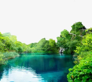 唯美的树林免抠