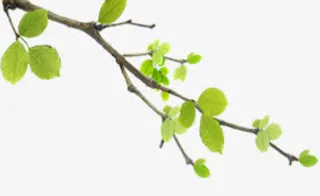 开学季手绘树叶树枝免抠