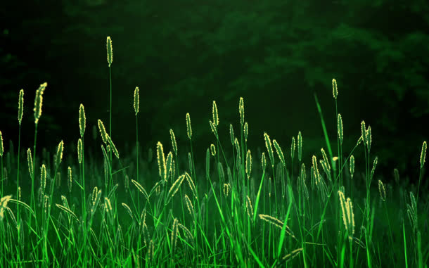 狗尾巴草绿色自然植物免抠