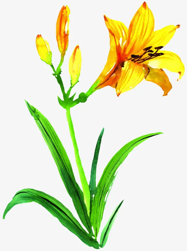 手绘夜来香鲜花png免抠