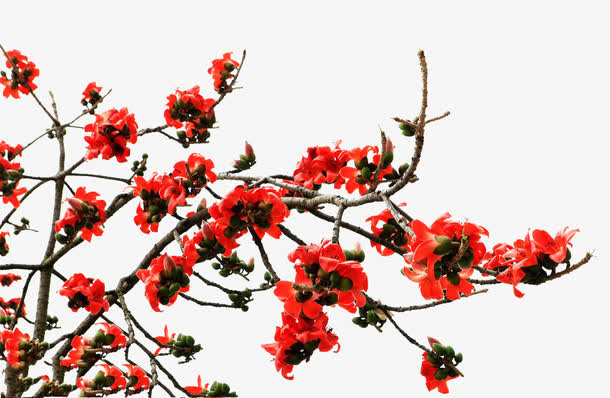 一簇橙色木棉花免抠