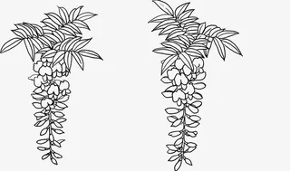植物线稿花朵免抠