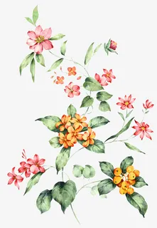 手绘枇杷花免抠