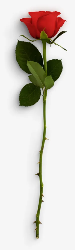 红玫瑰植物装饰元素免抠