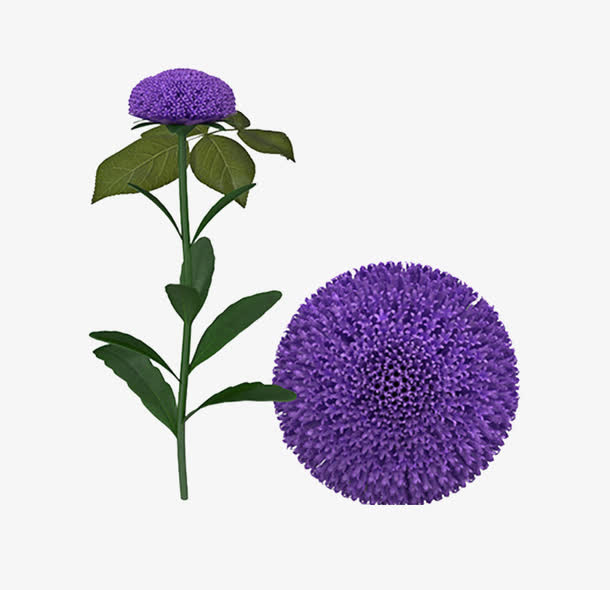 鲜花免抠