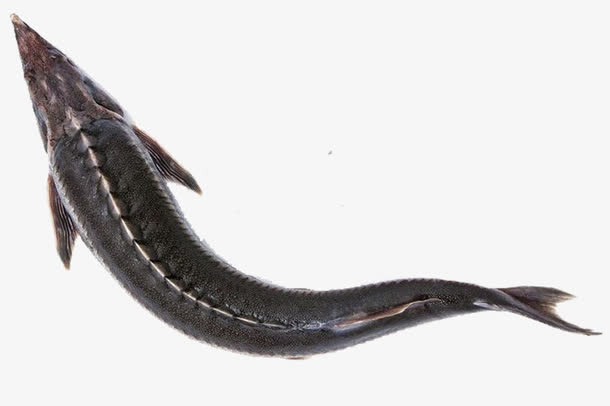 实物 鲟鱼 促销免抠