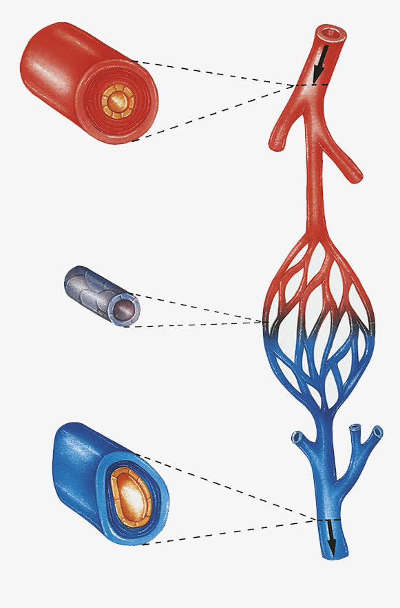 血管剖面图片免抠