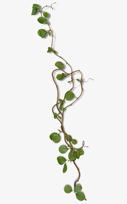 一枝树藤和绿叶免抠