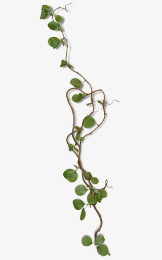 一枝树藤和绿叶免抠