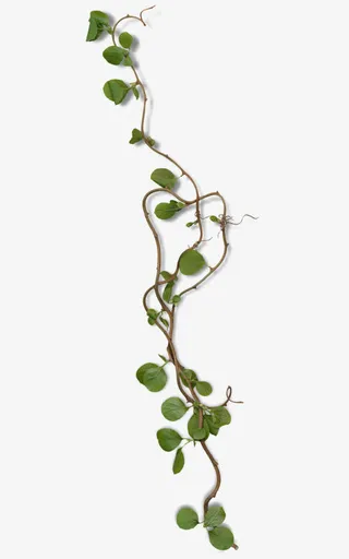 一枝树藤和绿叶免抠