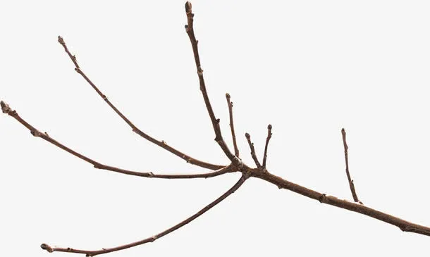 枯树枝免抠