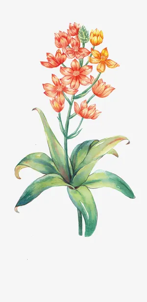 唯美手绘鲜花免抠