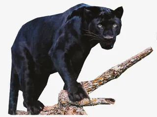 树枝上的黑豹素材免抠