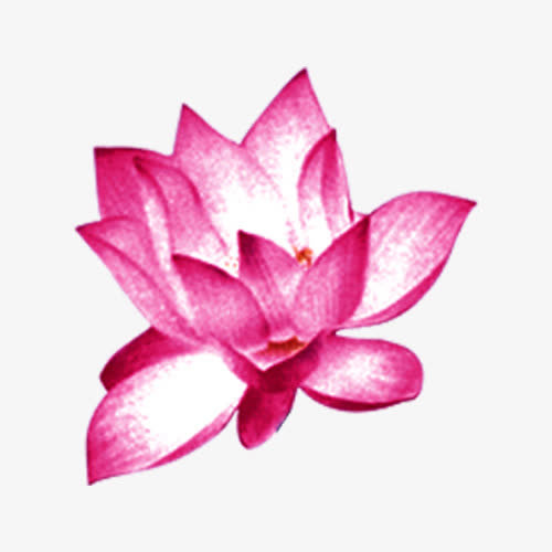 粉色荷花图免抠