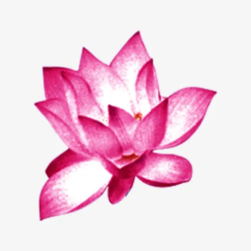 粉色荷花图免抠