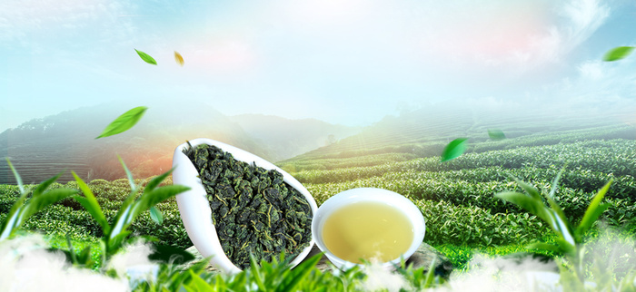 春茶节大气茶叶小清新渐变绿banner高清