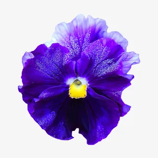 抽象鲜花鲜花免抠