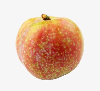 三华李摄影免抠