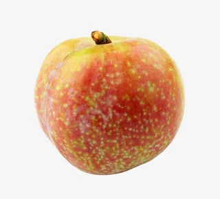 三华李摄影免抠