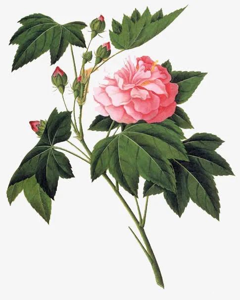 手绘木芙蓉花图片免抠