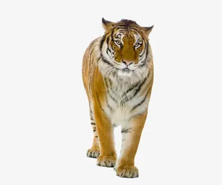 老虎走路姿势免抠