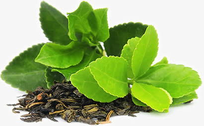 高清绿色树叶茶叶免抠
