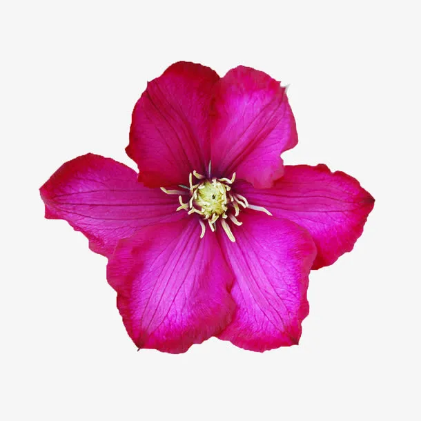 鲜花相框素材植物花卉素材免抠